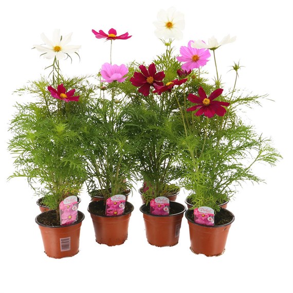 A Lucky Dip Selection! Cosmos - 13cm x 8 Pots
