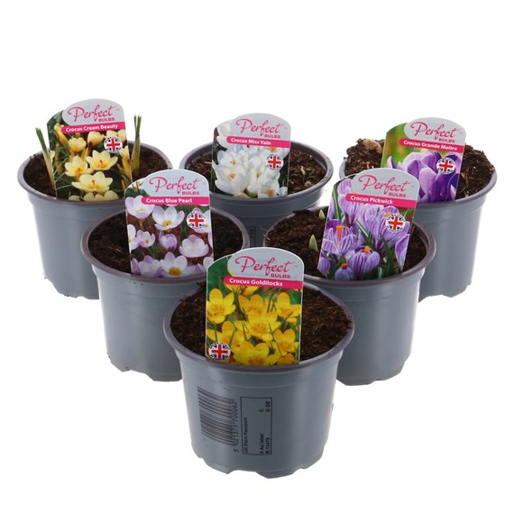 A Lucky Dip Selection! Crocus - 6 x 10.5cm Pot Bedding Bulbs