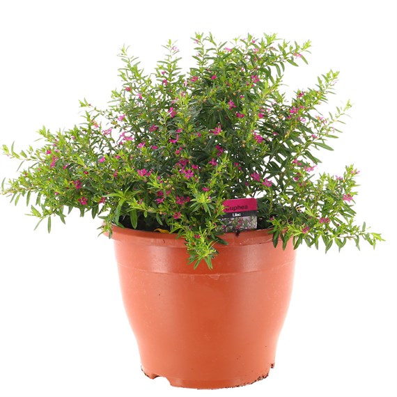 A Lucky Dip Selection! Cuphea 6.5L Pot Bedding