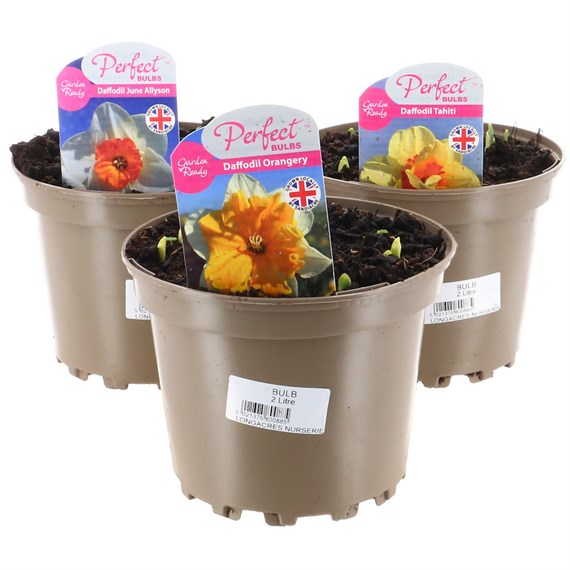 A Lucky Dip Selection! Daffodil - 3 x 2L Pot Bedding Bulbs