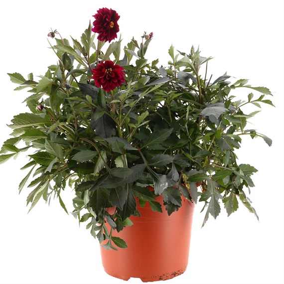 A Lucky Dip Selection! Dahlia 17L Pot Bedding