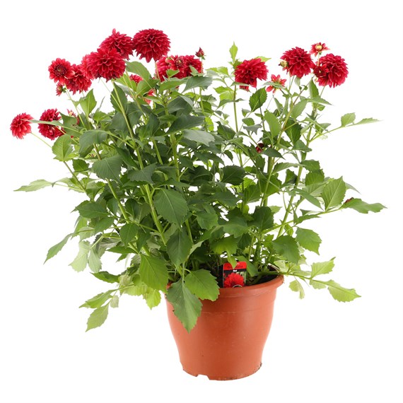 A Lucky Dip Selection! Dahlia - 6.5L Pot Bedding
