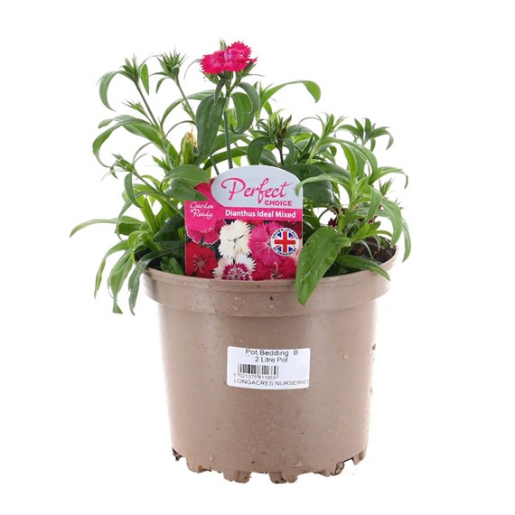 A Lucky Dip Selection! Dianthus - 3 x 2L Pot Bedding