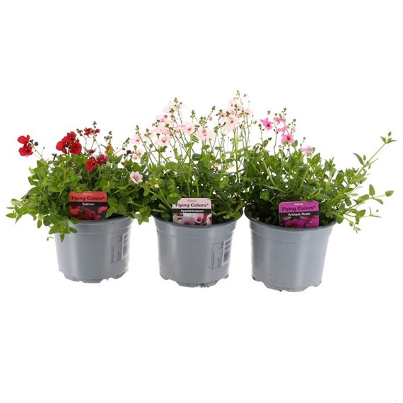 A Lucky Dip Selection! Diascia - 13cm x 3 Pot Bedding
