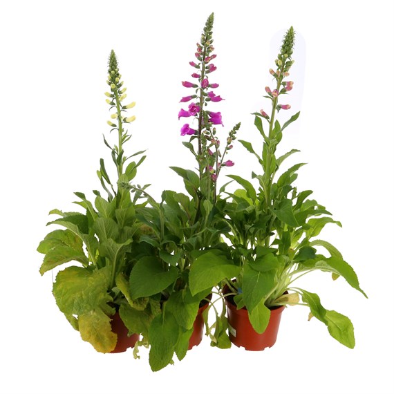 A Lucky Dip Selection! Digitalis - 3 x 3L Pot Bedding