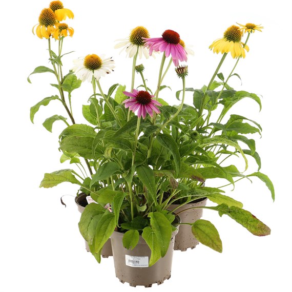 A Lucky Dip Selection! Echinacea - 3 x 2L Pot Bedding