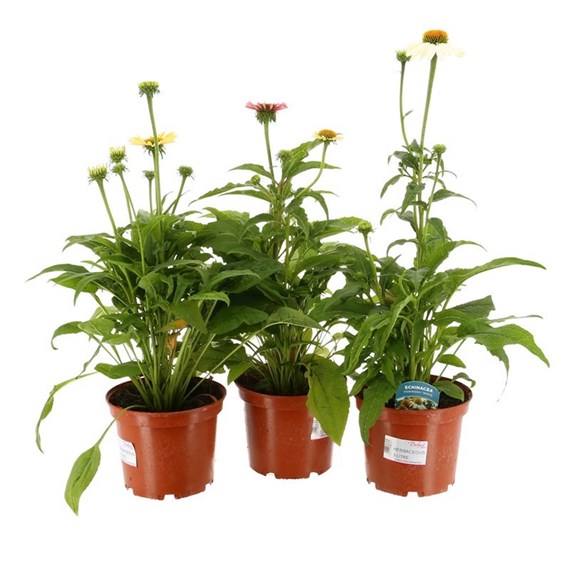 A Lucky Dip Selection! Echinacea 3 x 3L Pot Bedding