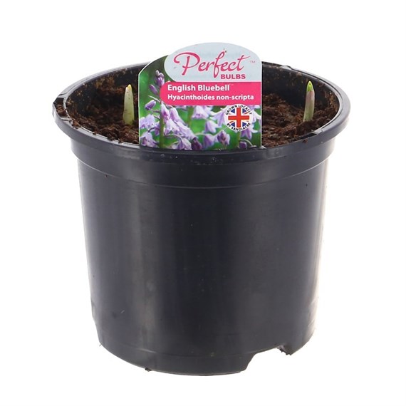 A Lucky Dip Selection! English Bluebells - 6 x 13cm Pot Bedding Bulbs