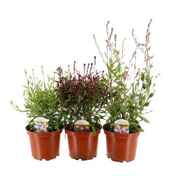 A Lucky Dip Selection! Gaura - 3 x 3L Pot Bedding