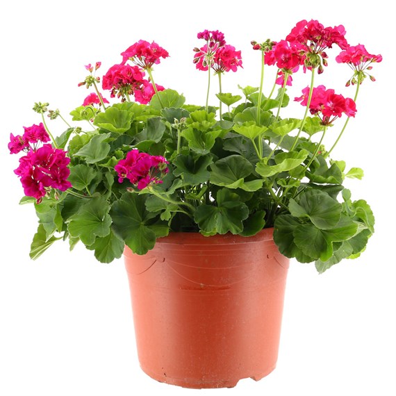A Lucky Dip Selection! Geranium Upright 17L Pot Bedding