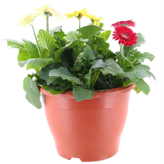A Lucky Dip Selection! Gerbera Mixed 6.5L Pot Bedding