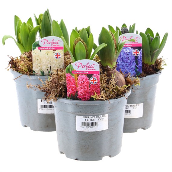 A Lucky Dip Selection! Hyacinth 3 x 13cm Pot Bedding Bulbs
