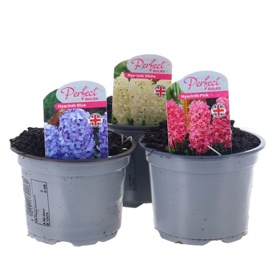 A Lucky Dip Selection! Hyacinth Mixed - 6 x 10.5cm Pot Bedding Bulbs