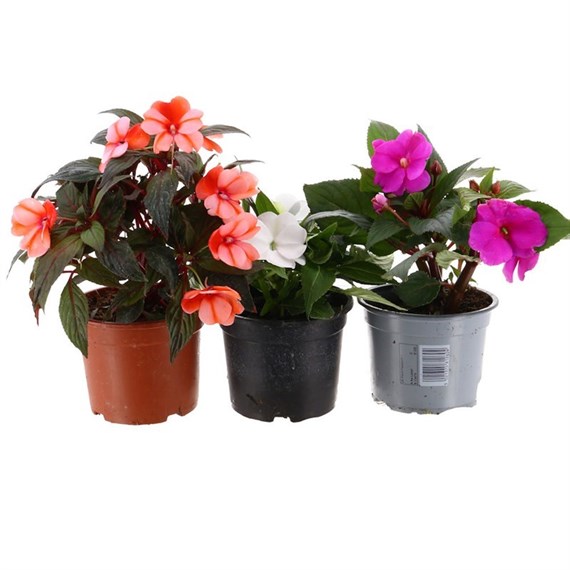 A Lucky Dip Selection! New Guinea Impatien - 13cm x 3 Pots