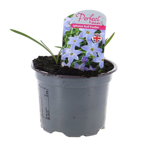 A Lucky Dip Selection! Ipheion - 6 x 10.5cm Pot Bedding Bulbs