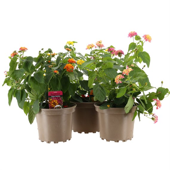 A Lucky Dip Selection! Lantana Bandolero 3 x 2L Pot Bedding