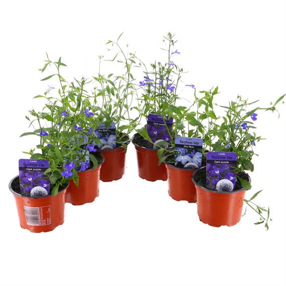 A Lucky Dip Selection! Lobelia 6 x 10.5cm Pot Bedding
