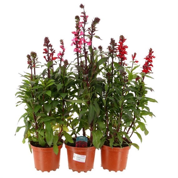 A Lucky Dip Selection! Lobelia - 3 x 3L Pot Bedding