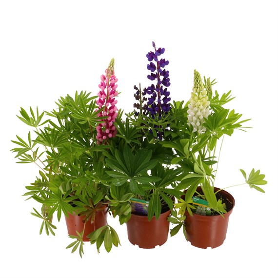 A Lucky Dip Selection! Lupin - 3 x 3L Pot Bedding