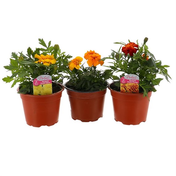 A Lucky Dip Selection! Marigold Mixed 3 x 13cm Pot Bedding