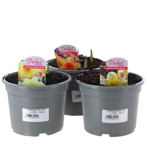 A Lucky Dip Selection! Narcissus Mixed - 3 x 13cm Pot Bedding Bulbs