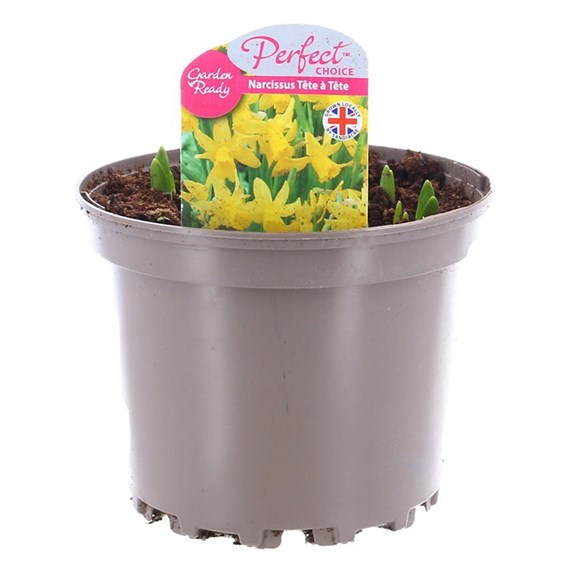 A Lucky Dip Selection! Narcissus Tete a Tete - 3 x 2L Pot Bedding