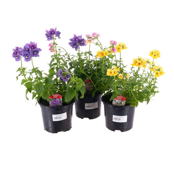 A Lucky Dip Selection! Nemesia - 13cm x 3 Pots