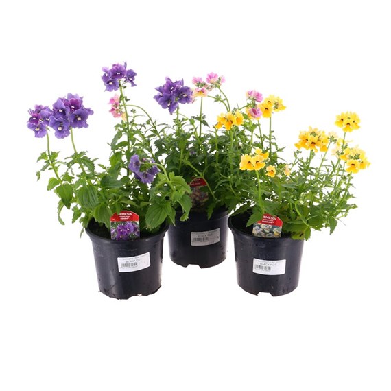 A Lucky Dip Selection! Nemesia - 13cm x 3 Pots