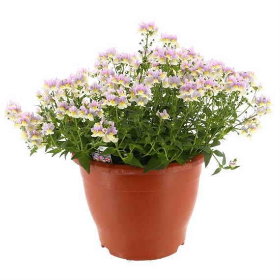 A Lucky Dip Selection! Nemesia - 6.5L Pot Bedding