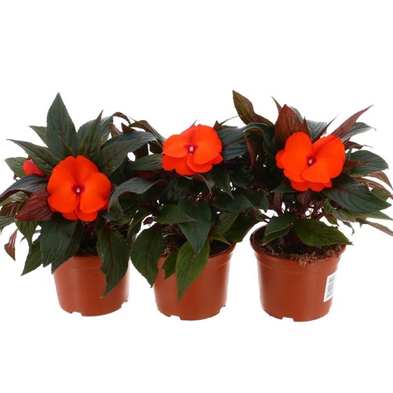 A Lucky Dip Selection! New Guinea Impatien Orange - 13cm x 3 Pots