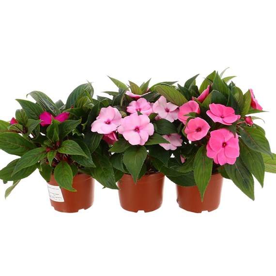 A Lucky Dip Selection! New Guinea Impatien Pink - 13cm x 3 Pots