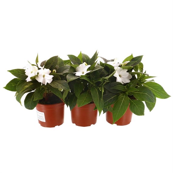 A Lucky Dip Selection! New Guinea Impatien White - 13cm x 3 Pots