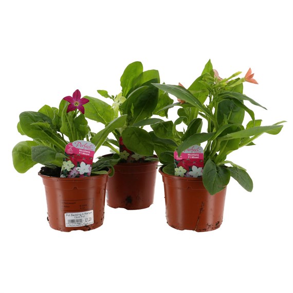A Lucky Dip Selection! Nicotiana Mixed 3 x 13cm Pot Bedding