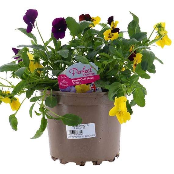 A Lucky Dip Selection! Pansy Cool Wave - 3 x 2L Pot Bedding
