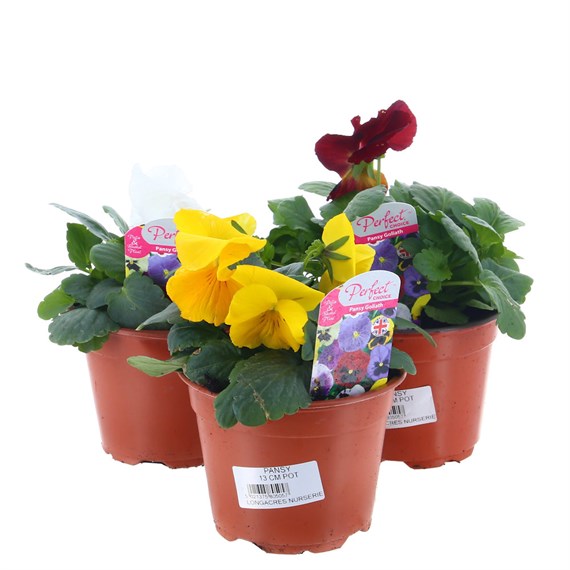 A Lucky Dip Selection! Pansy Goliath Mixed - 3 x 13cm Pot Bedding