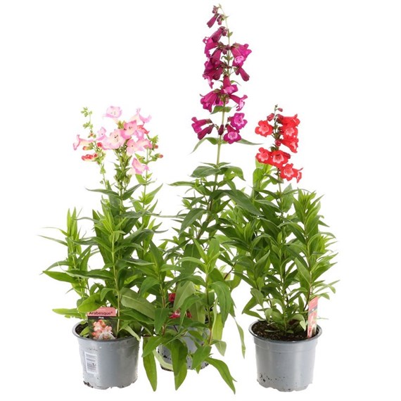 A Lucky Dip Selection! Penstemon - 13cm x 3 Pot Bedding