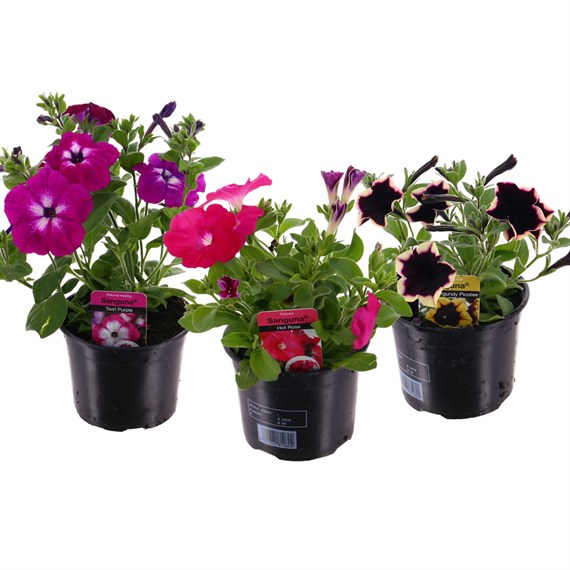 A Lucky Dip Selection! Petunia Sanguna - 13cm x 3 Pot Bedding