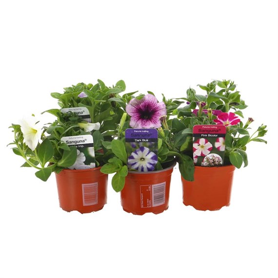 A Lucky Dip Selection! Petunia Sanguna - 6 x 10.5cm Pot Bedding