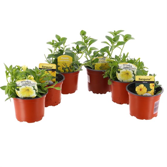 A Lucky Dip Selection! Petunia Yellow 6 x 10.5cm Pot Bedding