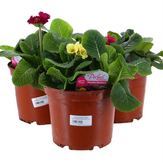A Lucky Dip Selection! Polyanthus Showstopper 3 x 3L Pot Bedding