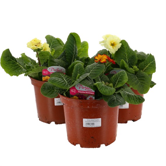 A Lucky Dip Selection! Polyanthus Showstopper Mixed - 3 x 3L Pot Bedding