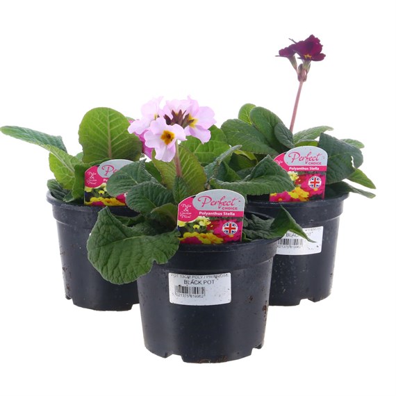 A lucky Dip Selection! Polyanthus Stella Mixed - 3 x 13cm Pot Bedding