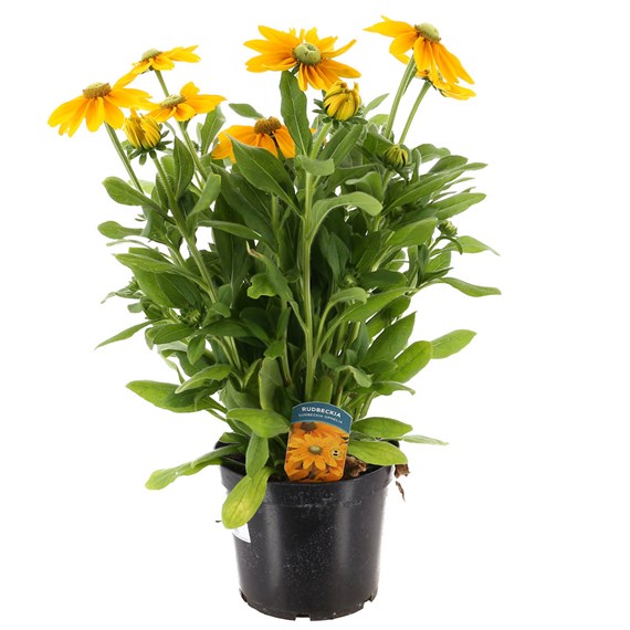 A Lucky Dip Selection! Rudbeckia 5L Pot Bedding