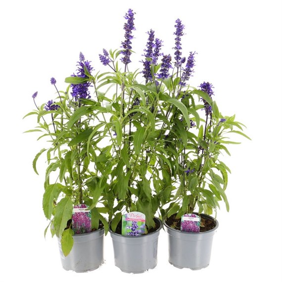 A Lucky Dip Selection! Salvia - 13cm x 3 Pot Bedding