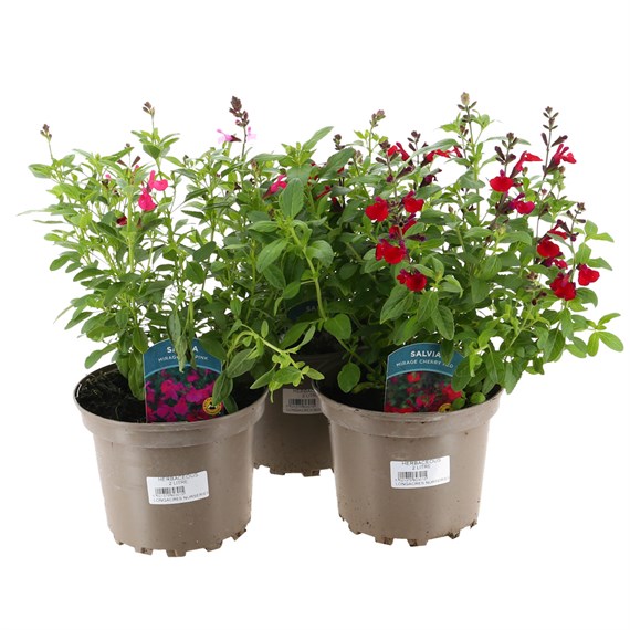 A Lucky Dip Selection! Salvia - 3 x 2L Pot Bedding