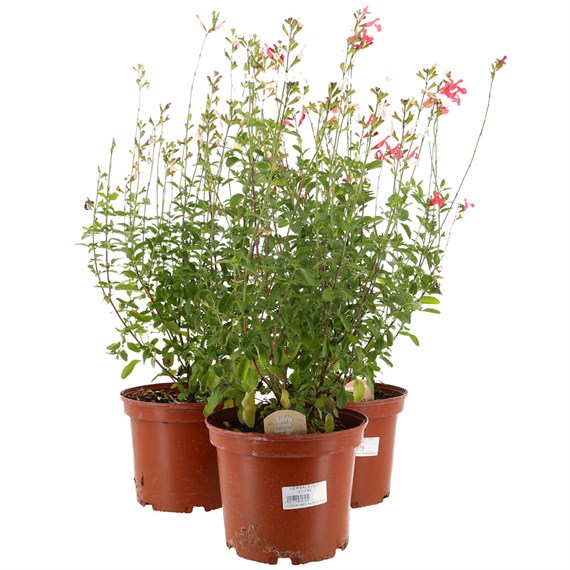 A Lucky Dip Selection! Salvia - 3 x 3L Pot Bedding