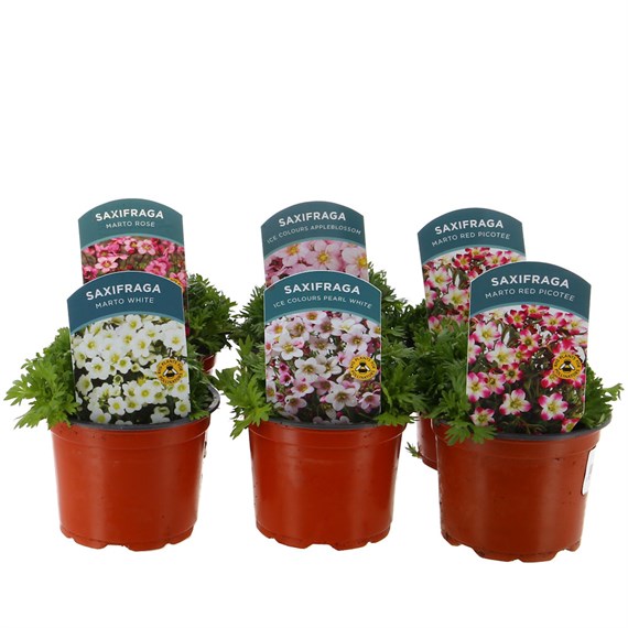 A Lucky Dip Selection! Saxifraga Mixed - 6 x 10.5cm Pot Bedding