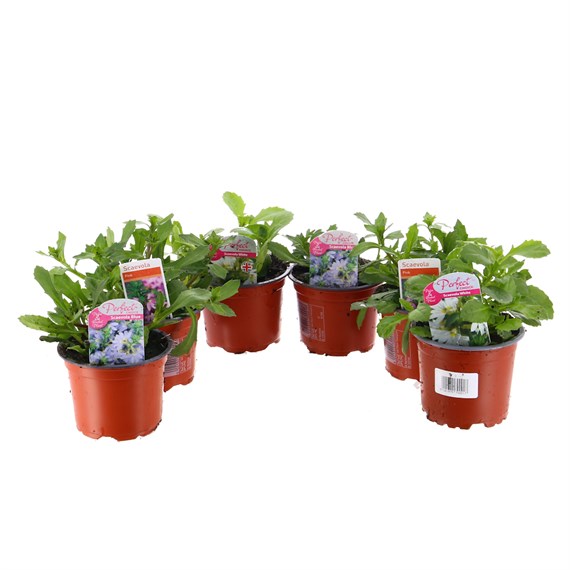 A Lucky Dip Selection! Scaevola 6 x 10.5cm Pot Bedding