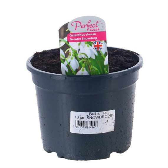 A Lucky Dip Selection! Snowdrops - 6 x 13cm Pot Bedding Bulbs