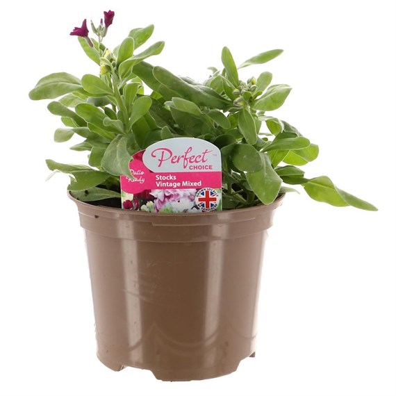 A Lucky Dip Selection! Stocks Vinatge Mixed - 3 x 2L Pot Bedding